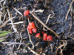Hygrocybe subminiata