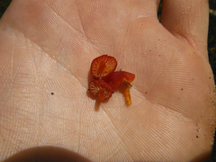 Hygrocybe subminiata