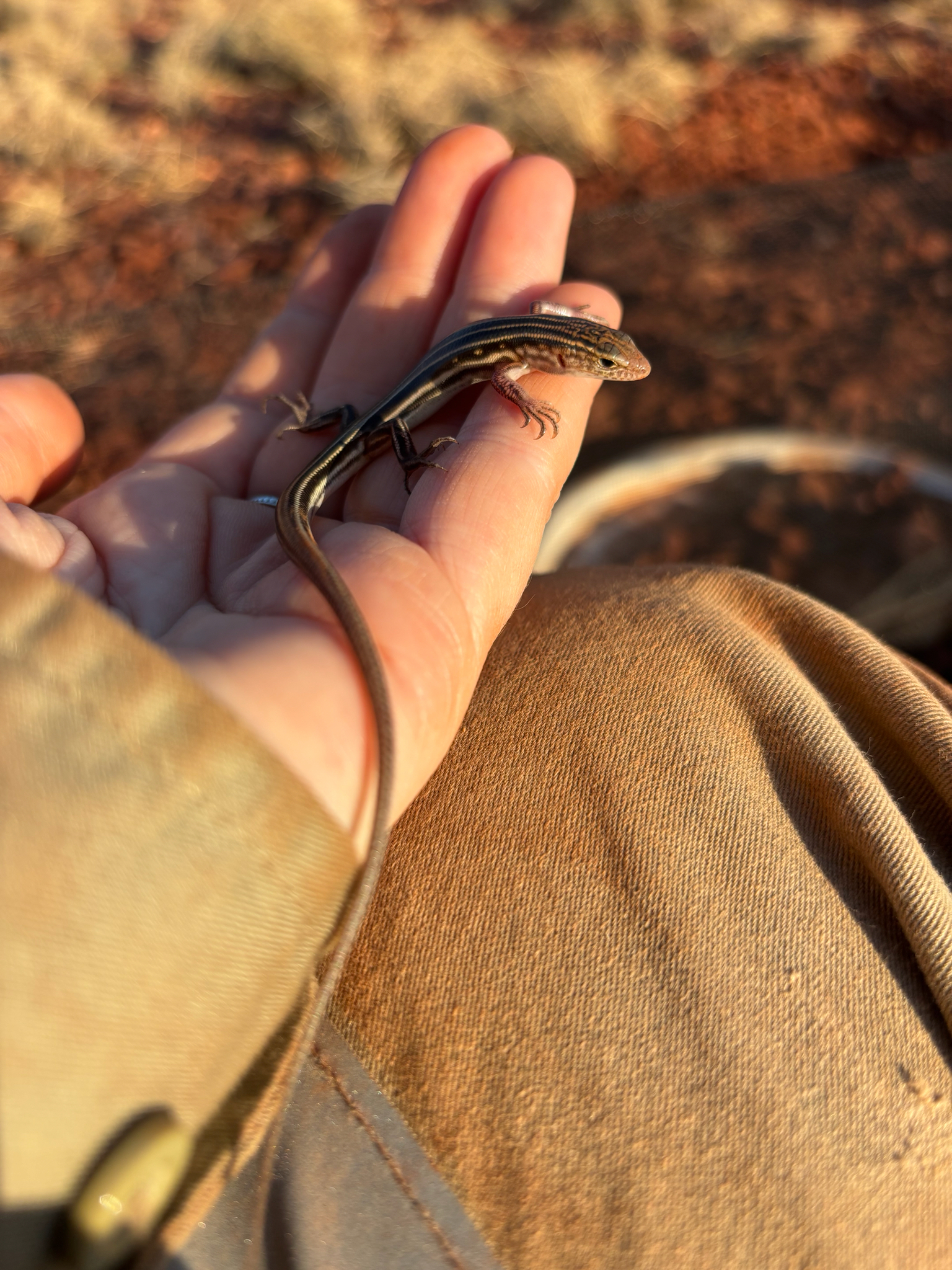 Course Sand Ctenotus photo 2