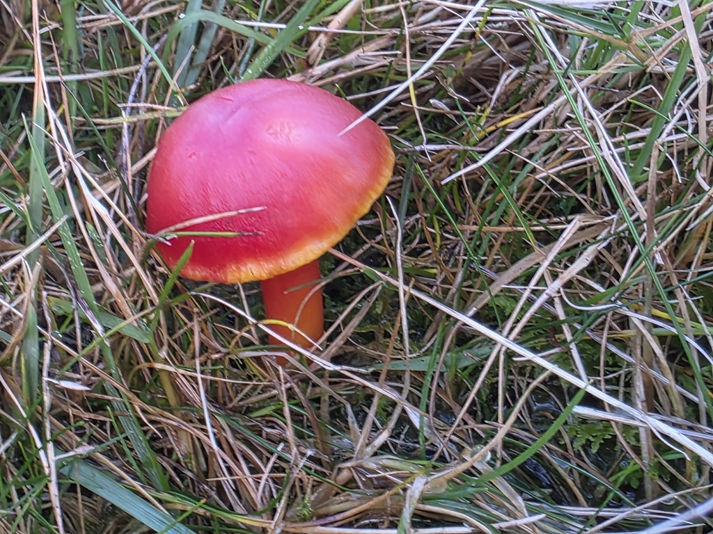 Hygrocybe coccinea · November 2025 · photo: © tsunami--- (iNaturalist, cc-by)