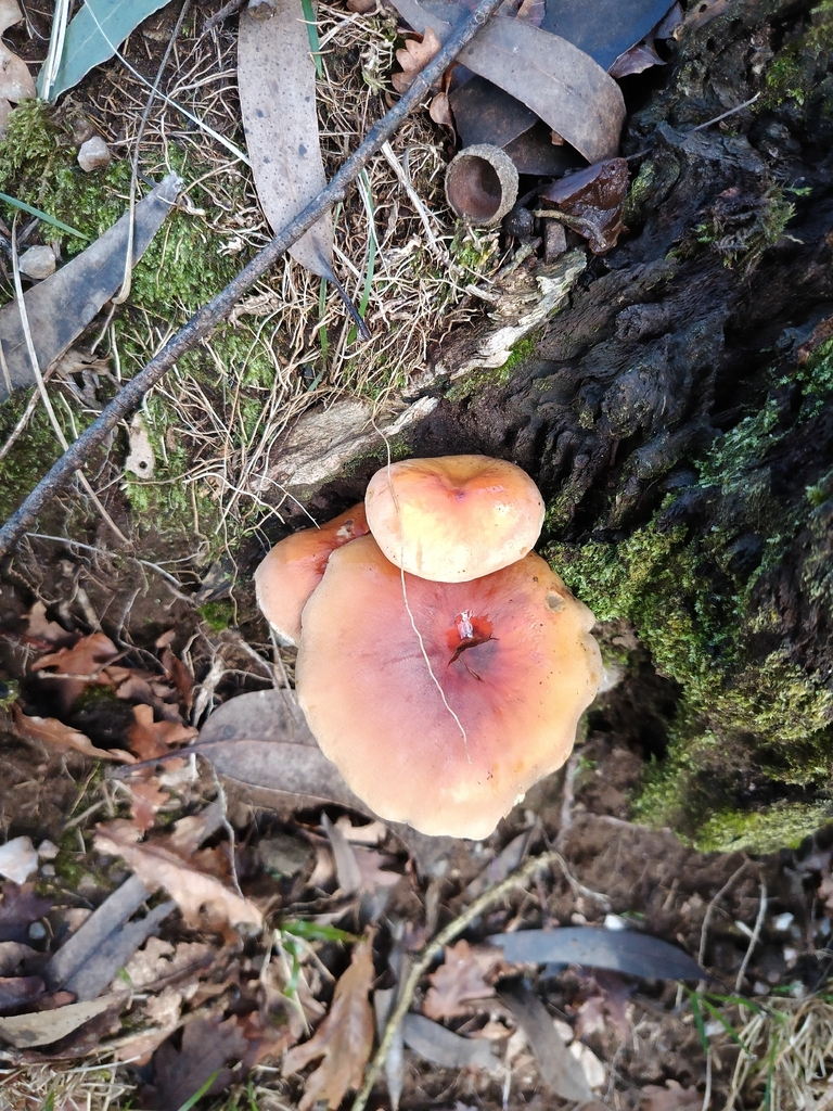 Hypholoma lateritium · January 2026 · photo: © carl_ramirez (iNaturalist, cc-by)