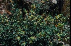 Acmispon dendroideus dendroideus