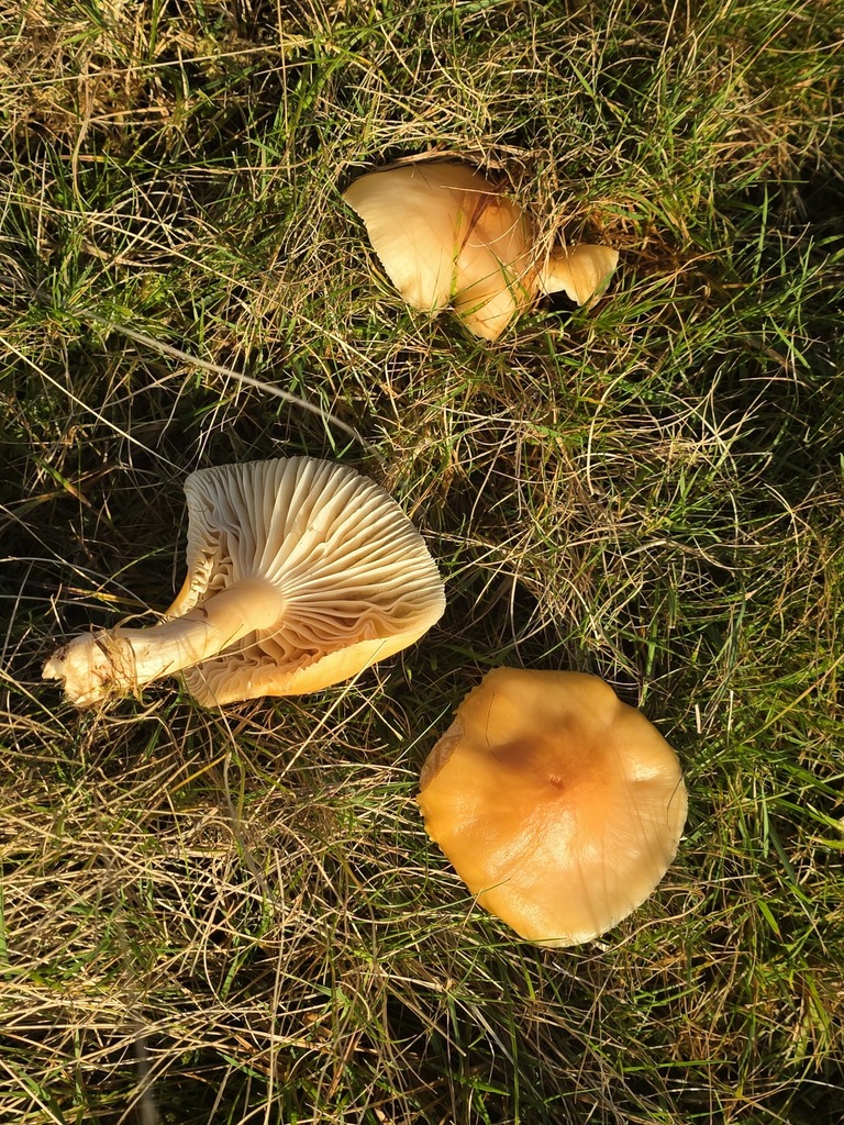 Cuphophyllus pratensis · November 2025 · photo: © tsunami--- (iNaturalist, cc-by)