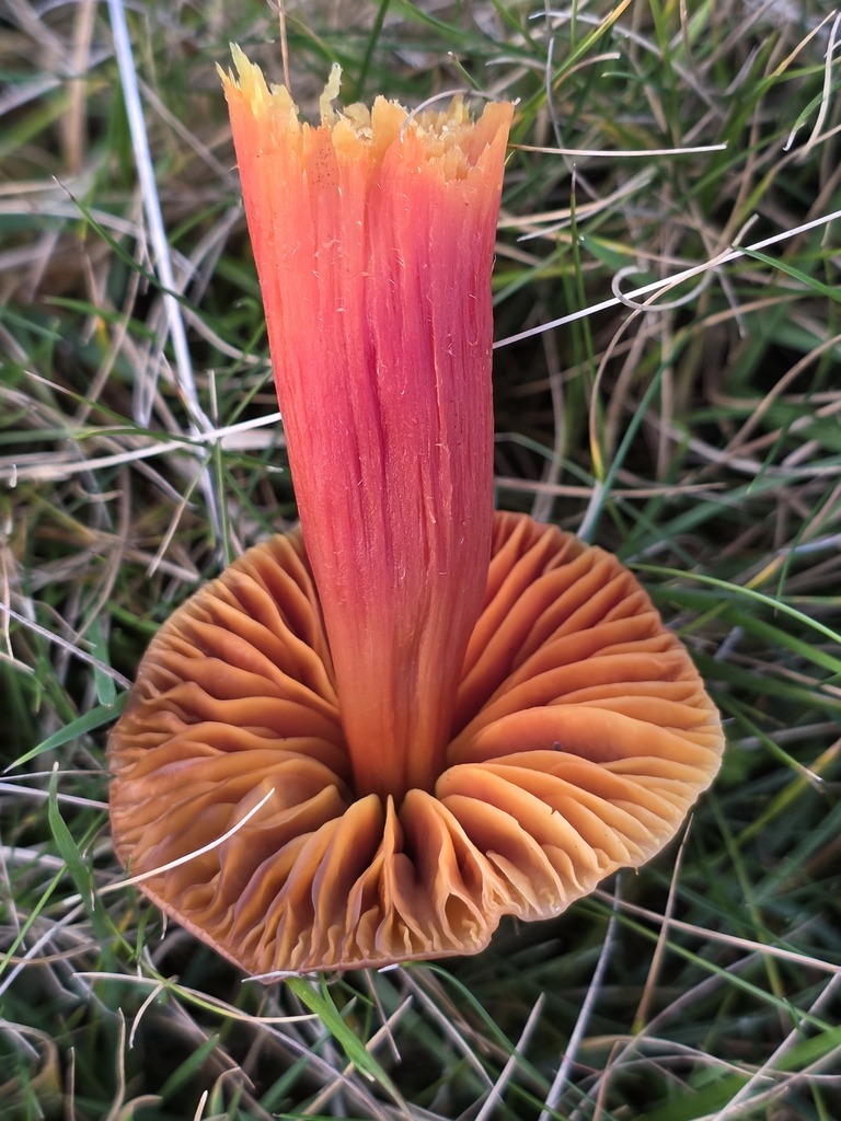 Hygrocybe punicea · November 2025 · photo: © tsunami--- (iNaturalist, cc-by)