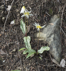 Erythronium multiscapideum