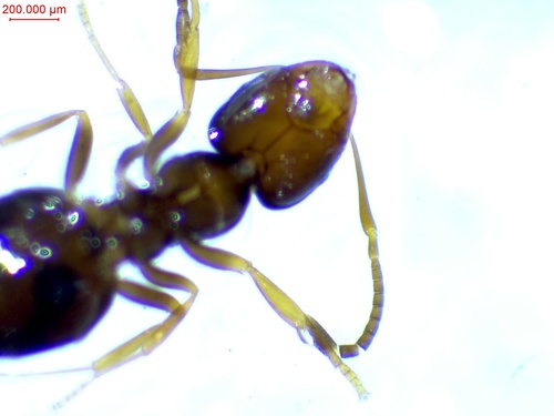 背视图图像 - Bastien Le Mort