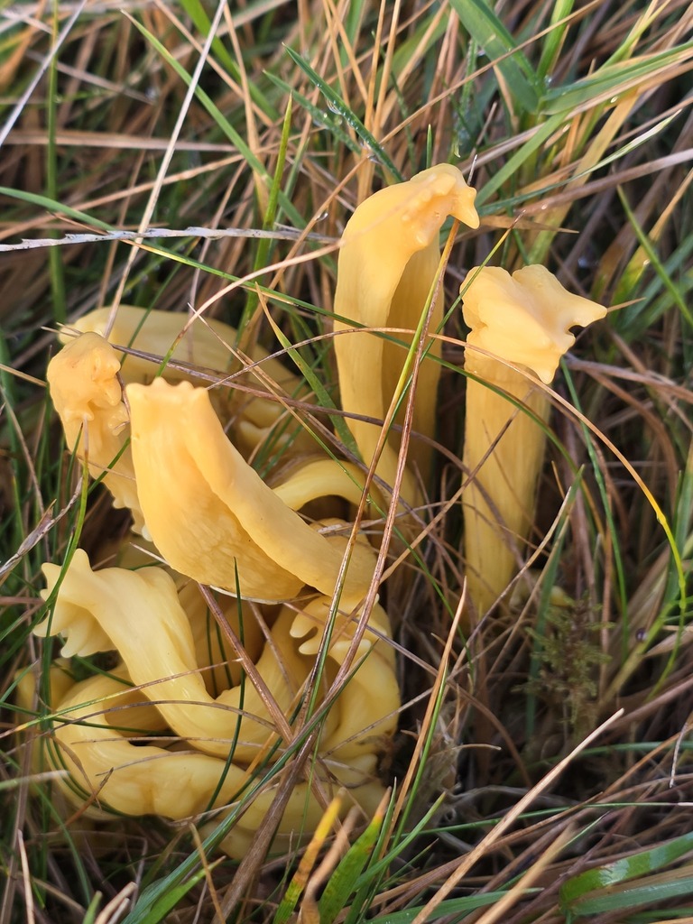 Clavulinopsis fusiformis · November 2025 · photo: © tsunami--- (iNaturalist, cc-by)