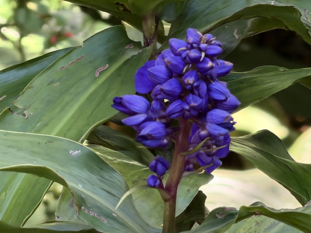 Lưỡng nhĩ phân – Dichorisandra thyrsiflora