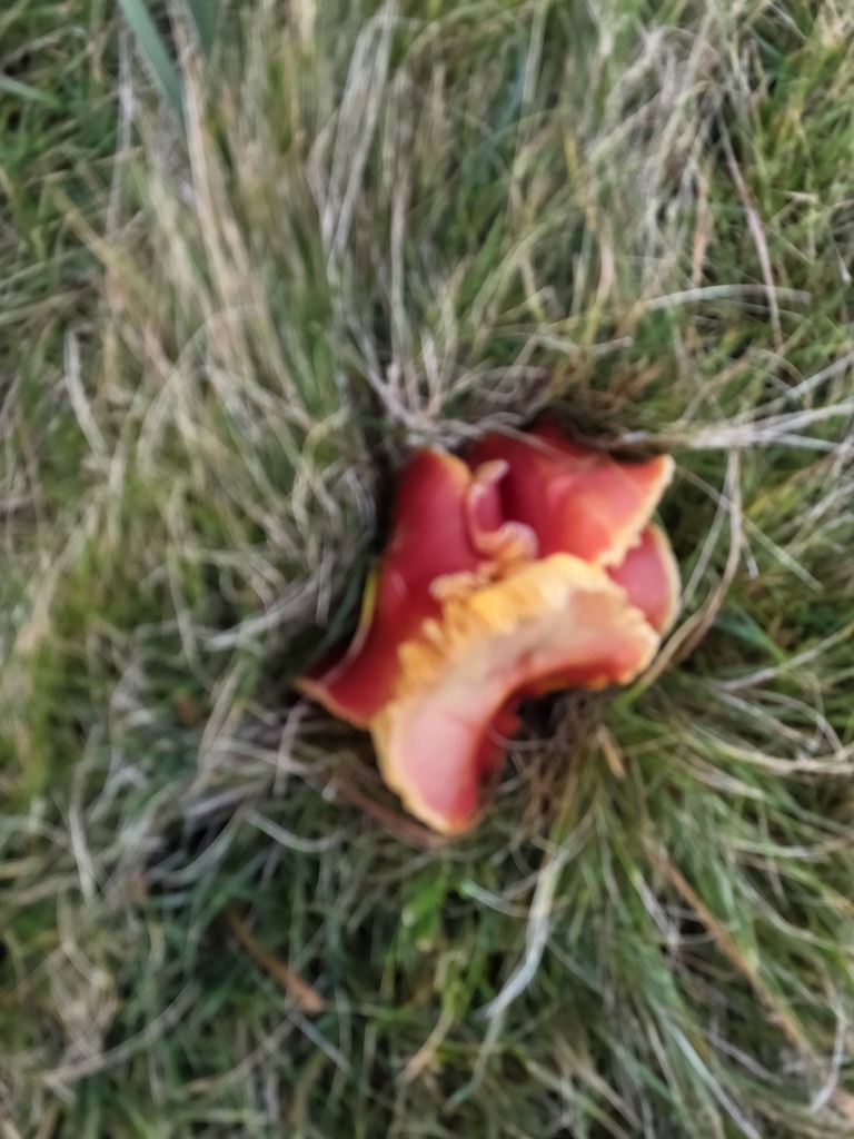 Hygrocybe splendidissima