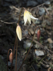 Erythronium multiscapideum