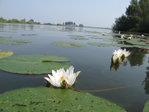 Nymphaea candida (Nymphaea candida)