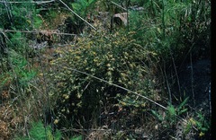 Acmispon dendroideus dendroideus