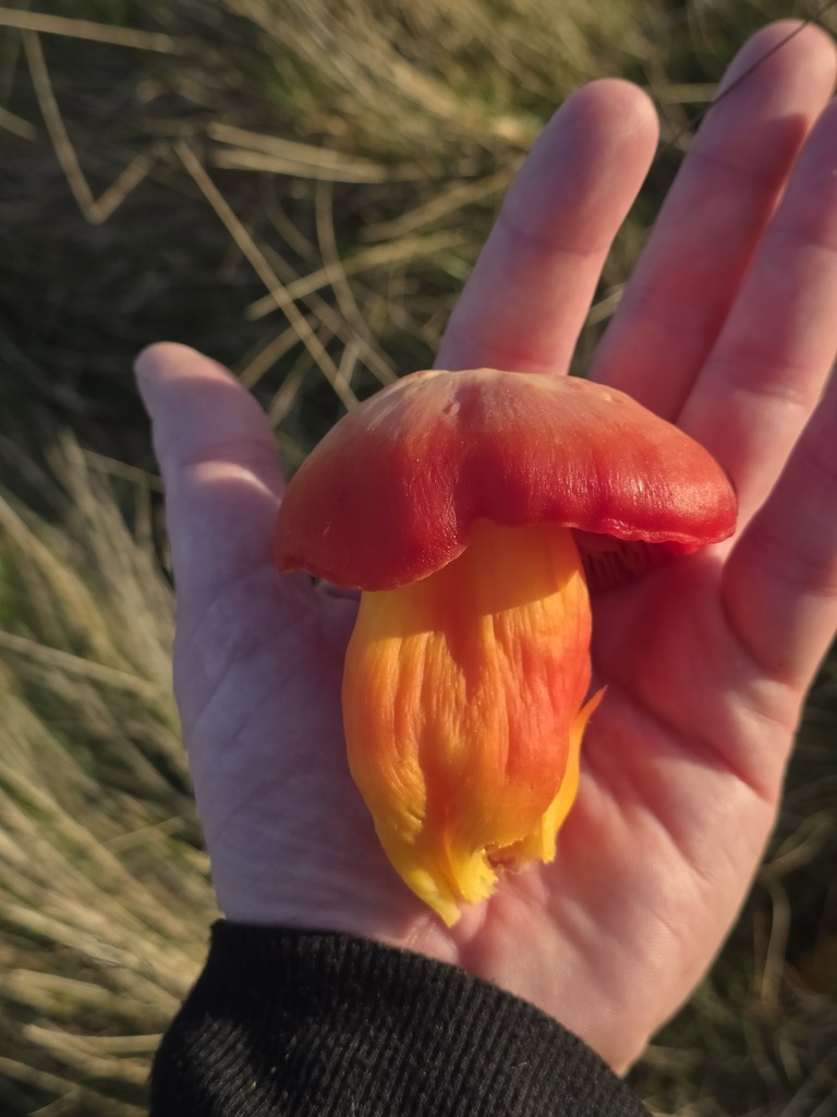 Hygrocybe splendidissima · November 2025 · photo: © tsunami--- (iNaturalist, cc-by)