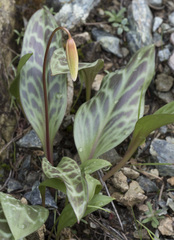 Erythronium multiscapideum