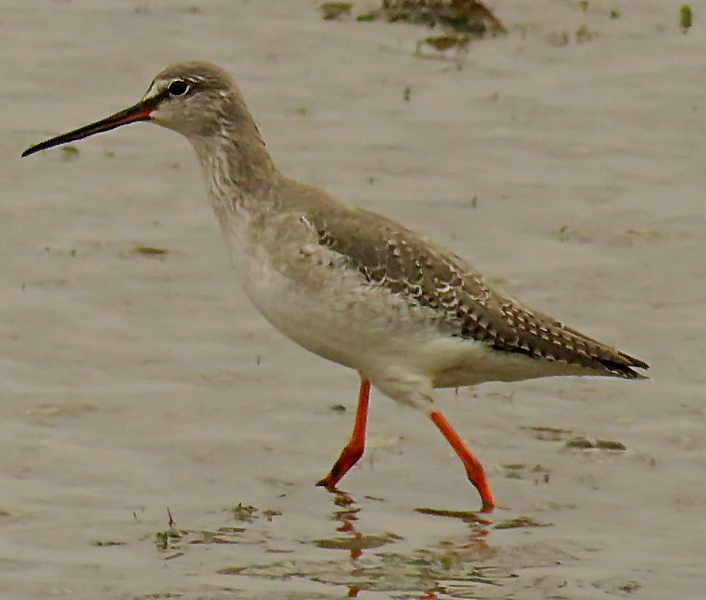 Spotted Redshank (Tringa erythropus), photo 7