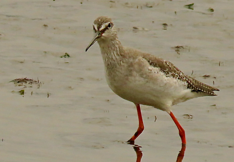 Spotted Redshank (Tringa erythropus), photo 8