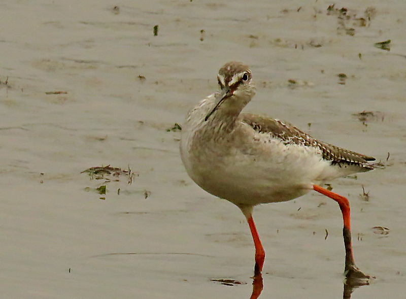 Spotted Redshank (Tringa erythropus), photo 9