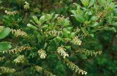 Comarostaphylis diversifolia planifolia