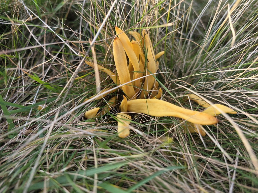 Clavulinopsis fusiformis · November 2025 · photo: © tsunami--- (iNaturalist, cc-by)