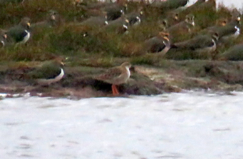 Ruff (Calidris pugnax), photo 8
