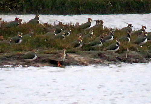 Ruff (Calidris pugnax), photo 7