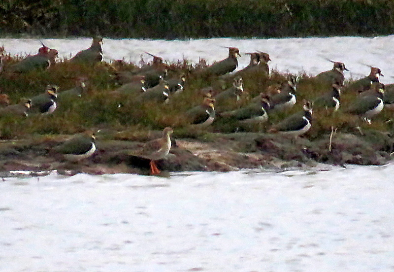 Ruff (Calidris pugnax), photo 7