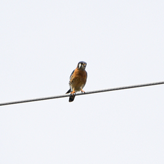 Falco sparverius