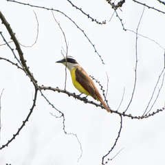 Pitangus sulphuratus