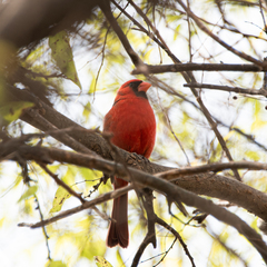 Cardinalis cardinalis