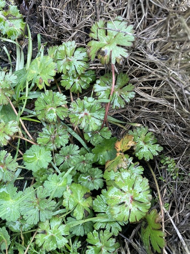 Cut-leaf crane's-bill