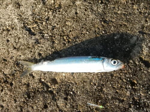 Sardine (Etrumeus micropus) — Dussumieriidae — 5