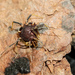Parapachyloides uncinatus - Photo (c) Arthur Gomes, algunos derechos reservados (CC BY-NC-SA), uploaded by Arthur Gomes