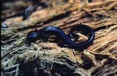 Batrachoseps pacificus