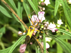 Zelus armillatus