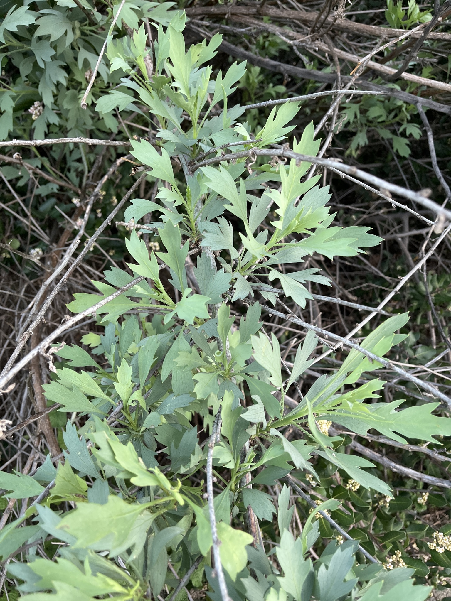 Matilija poppy