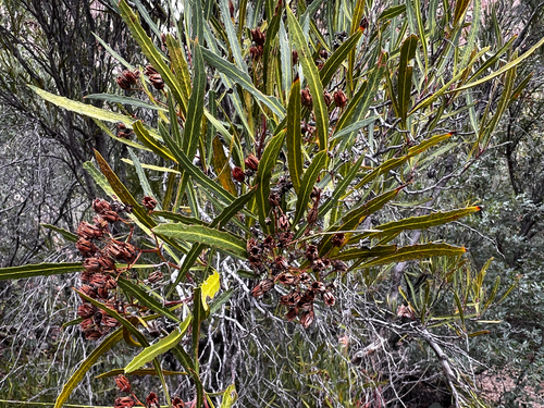 Slimleaf Rosewood (Vauquelinia corymbosa)