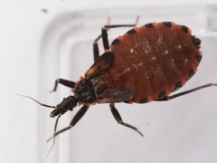 Triatoma