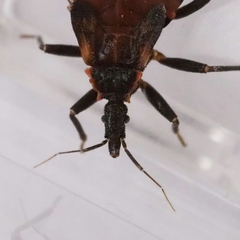 Triatoma