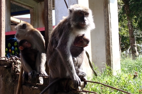 Macaca fascicularis