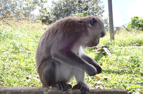 Macaca fascicularis