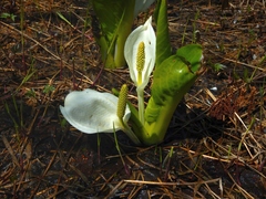 Lysichiton camtschatcensis