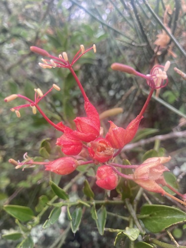 Black Storm (Cadaba aphylla)
