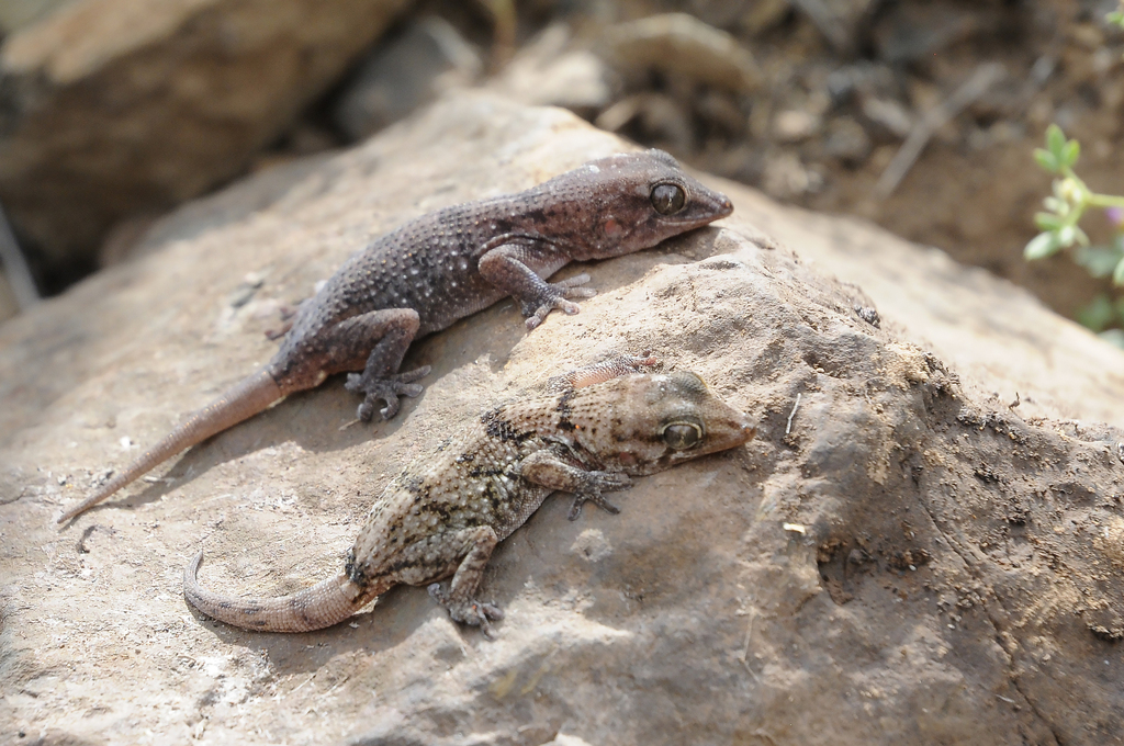 Raso Wall Gecko