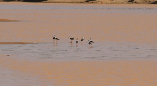 Black-winged Stilt