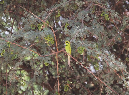 African Green Bee-eater (Merops viridissimus)