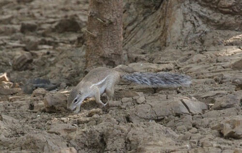 Striped Ground Squirrel