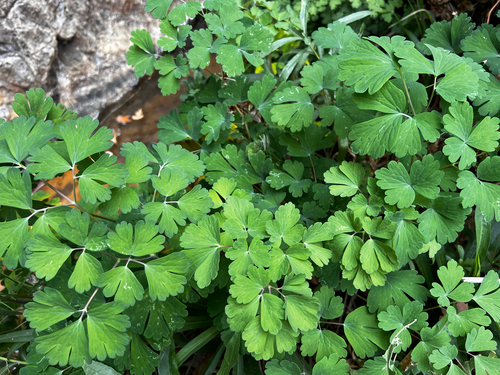 Aquilegia longissima
