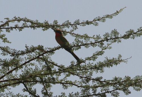 Red-throated Bee-eater