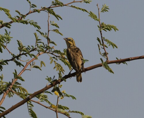 Black-headed Weaver (Ploceus melanocephalus)