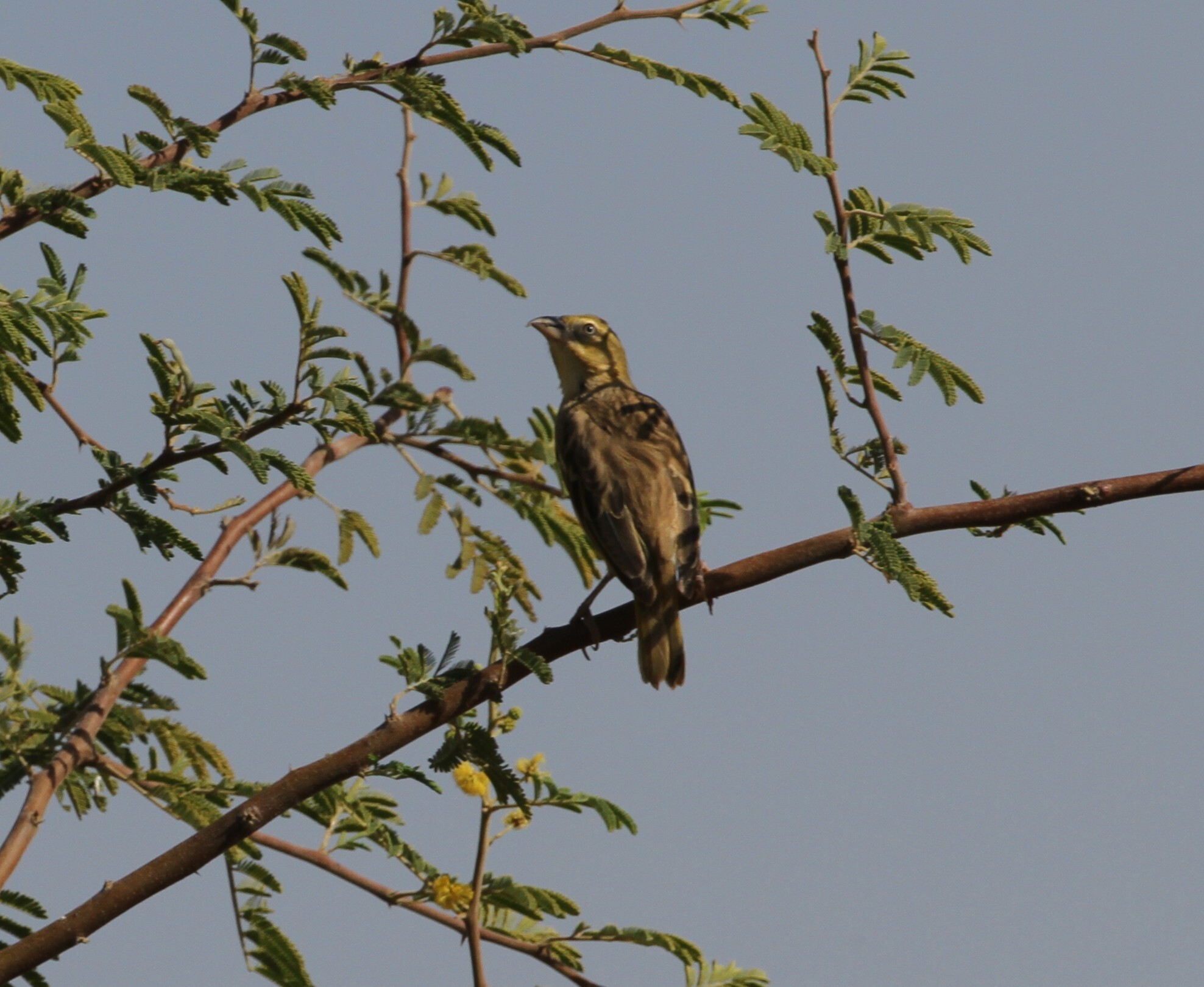 Black-headed Weaver (Ploceus melanocephalus), photo 1